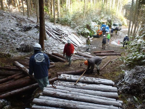 切り倒された木々を参加者が搬出作業を行っている写真